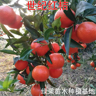 ������ľ �t���� ���o�t�ۘ��� ���Ә��� �ǽ���t���˸̽�������