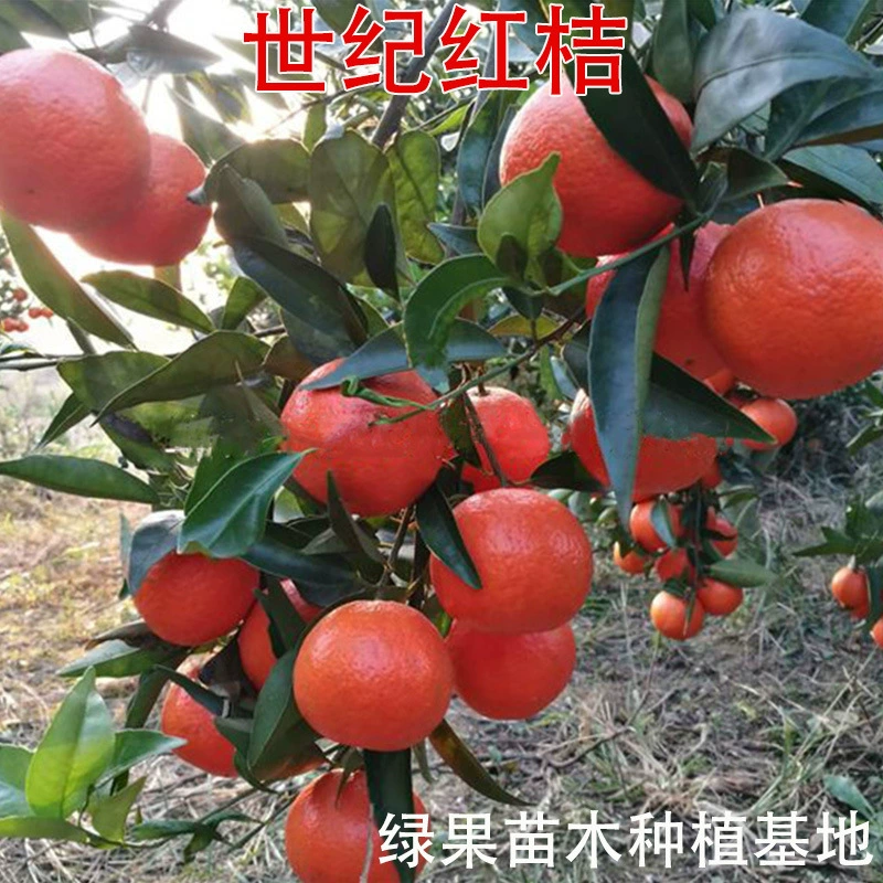 Саженцы плодовых деревьев, саженцы красного апельсина, саженцы векового красного апельсина, саженцы апельсина, саженцы сахарного апельсина, саженцы красного апельсина красоты
