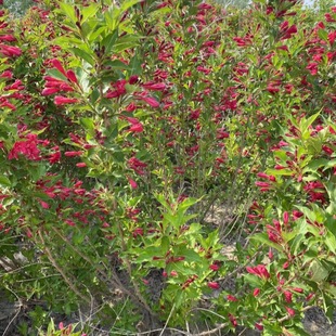 �ͺ��t�����\���� �����\���G�h��  ���l�\��С�� ͥԺ�G������ľ