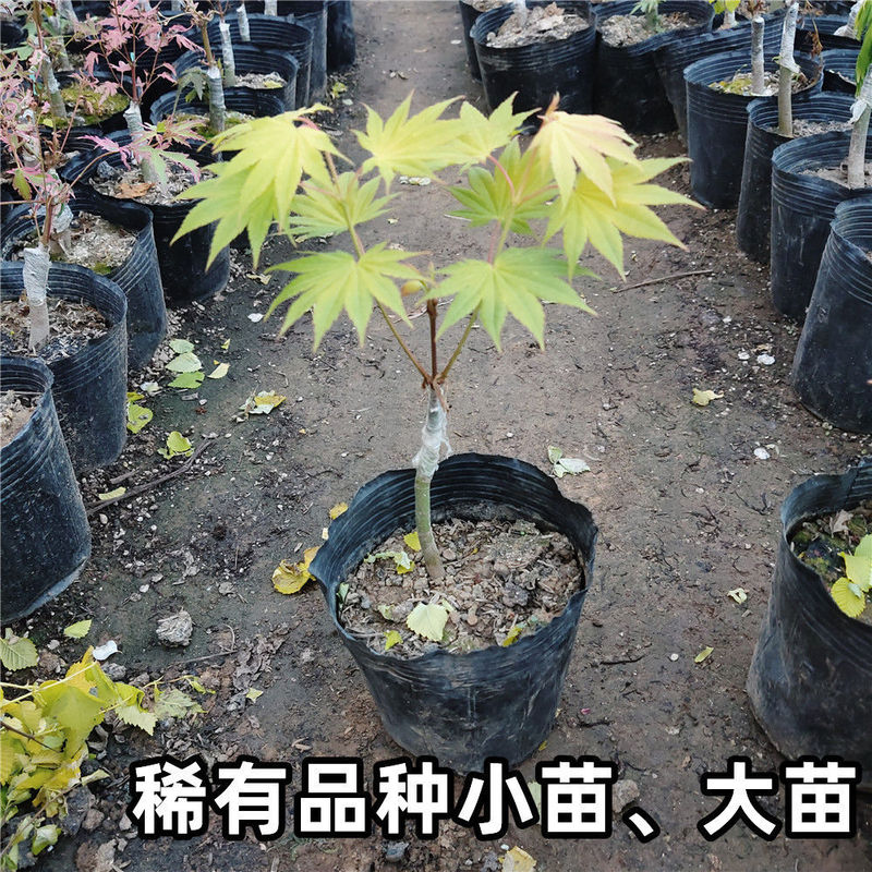 Japanese Red Maple Sapling Garden Plant Bonsai Potted Golden Faint Lion Head Flowing Water Feather Floating Cloud Orange Dream