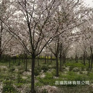 基地批发 日本早樱 苗圃优惠价格 早樱大树小苗 道路小区花灌木-阿里巴巴