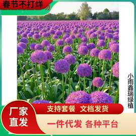 一件代发花在云间/进口大花葱种球-大使球王盆栽地栽耐寒冷多年生