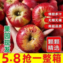 四川大凉山丑苹果冰糖心苹果新鲜水果当季整箱红富士萍果10