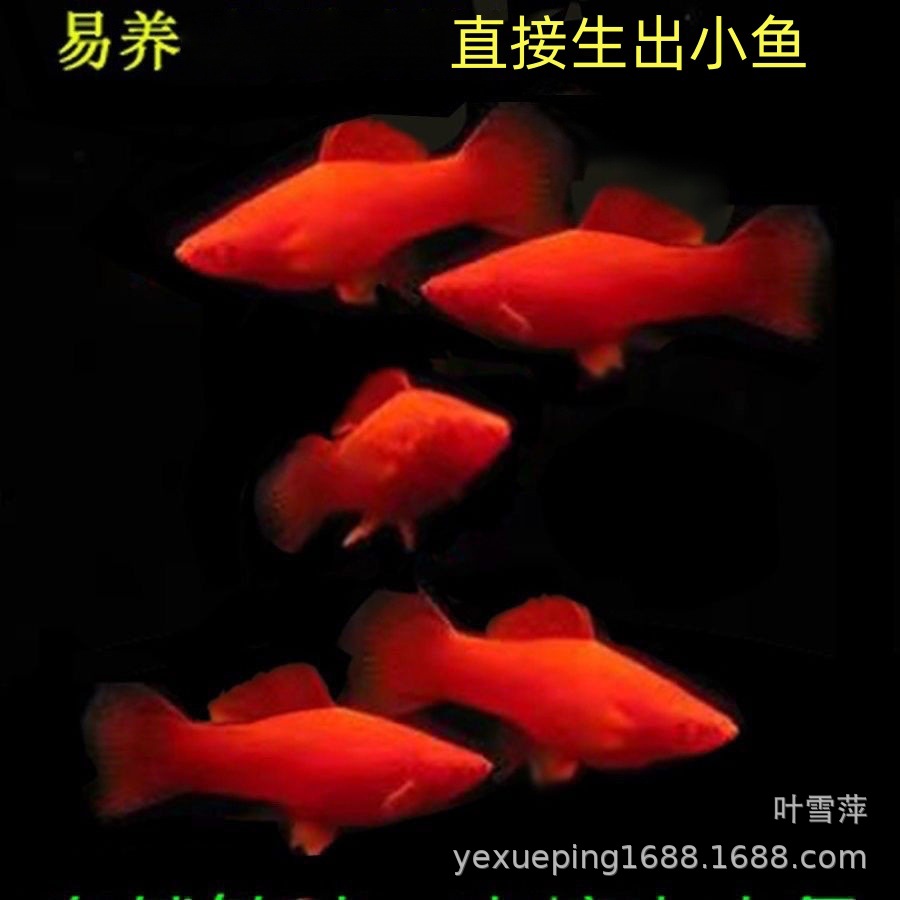 红箭鱼热带鱼观赏鱼小型鱼红剑鱼胎生草缸活鱼苗好养耐活渔场批发