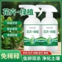 多肉家用盆栽月季蚜虫