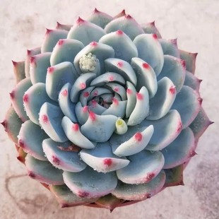 �����޶��� ֲ�������;���ƶ���ˮ�����Ϙ�����Ⱥ�����⻨��