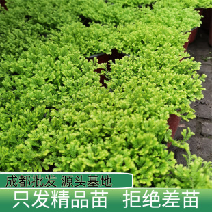 Flower Mirror Plant Green Cloud Grass Potted Indoor Foliage Plant Flower Green Earth Happy Grass Small Potted Green Plant