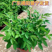 �̨ͥԺ����Ĩ�����糱��ϲ�¾Gֲ����ֲ��