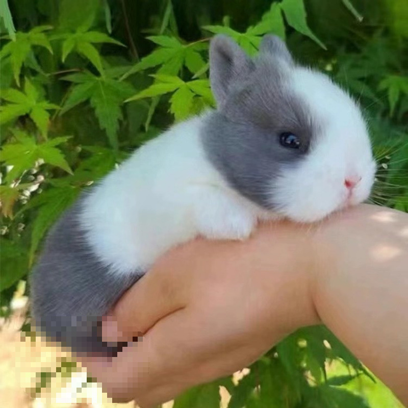 小さなウサギ、生きているノームウサギ、成長しない、ミニプリンセス、オランダ垂れ耳ウサギ、ティーカップウサギ、飼い慣らされたペットウサギ|undefined