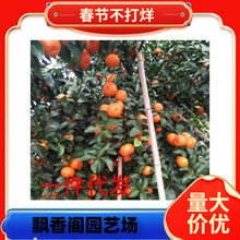 �޽ӟo��ɰ�ǽۘ����������۽۸��ٹ������ȫ�Ϸ��Nֲ����Y��