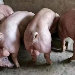 牛世界精猪　 8world News 2025 8视界新闻2025 - 西班牙暴发非洲猪瘟欧盟最大猪肉