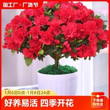 四季杜鹃花盆栽带花苞红杜鹃花树苗老桩长寿花卉室内客厅植物阳台