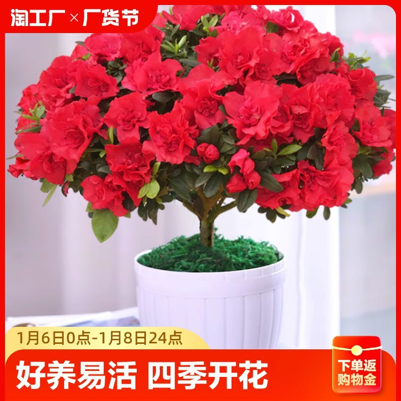 四季杜鹃花盆栽带花苞红杜鹃花树苗老桩长寿花卉室内客厅植物阳台
