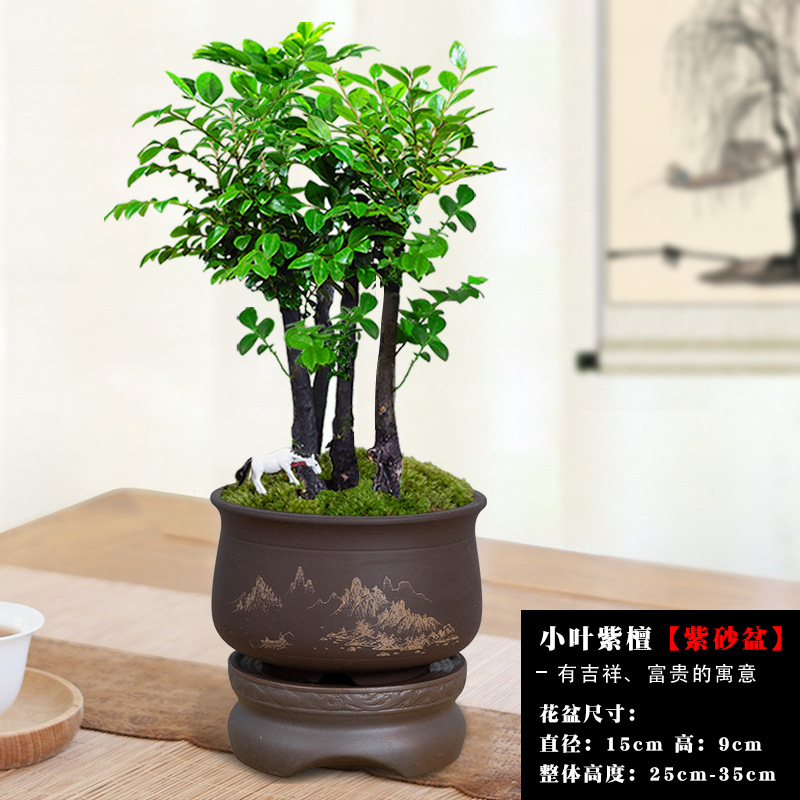 [게으른 사람들을 위한 10일 무수기 메인 사진] 여러 개의 붉은 백단향 + 산허 보라색 모래 냄비 + 보라색 모래 물 저장 베이스 / 무료 백마