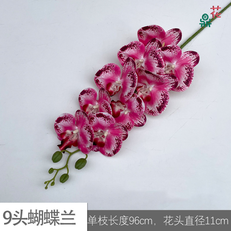 9 phalaenopsis GFG #46 레드 코어 깊은 핑크