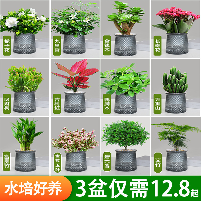 Hydroponic Plant Potted Gardenia, Nine-Leaf Fragrant Longevity Flower, Easy to Care for Beginners, Suitable for Office Desktop, Shade-Tolerant Water Culture Potted Plant