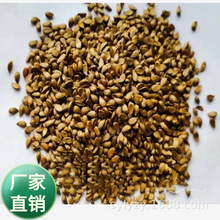 批发果树种子  八棱海棠  嫁接苹果沾木种子果苗苗木甜茶海棠种籽