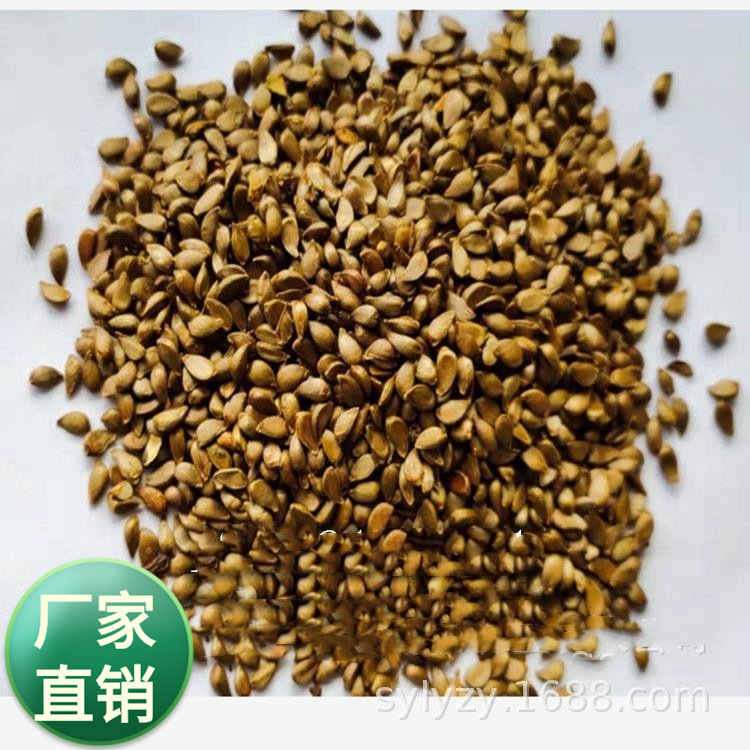 批发果树种子  八棱海棠  嫁接苹果沾木种子果苗苗木甜茶海棠种籽