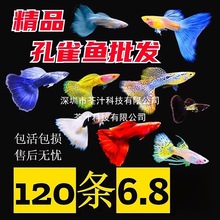 鱼天使鱼观赏鱼活体凤尾鱼苗淡水宠物鱼好鱼纯种精品鱼孔雀鱼