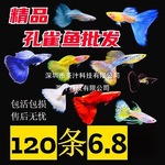 鱼天使鱼观赏鱼活体凤尾鱼苗淡水宠物鱼好鱼纯种精品鱼孔雀鱼