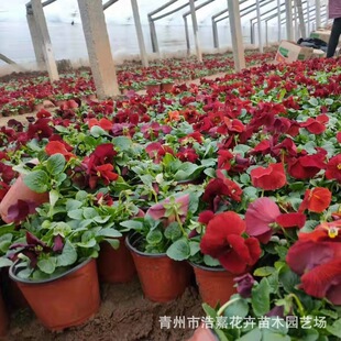 ��ɫ������ ���ܾG���ݻ��ͺ�����ɫ�����ݻ��ܻ������l���ؽ���