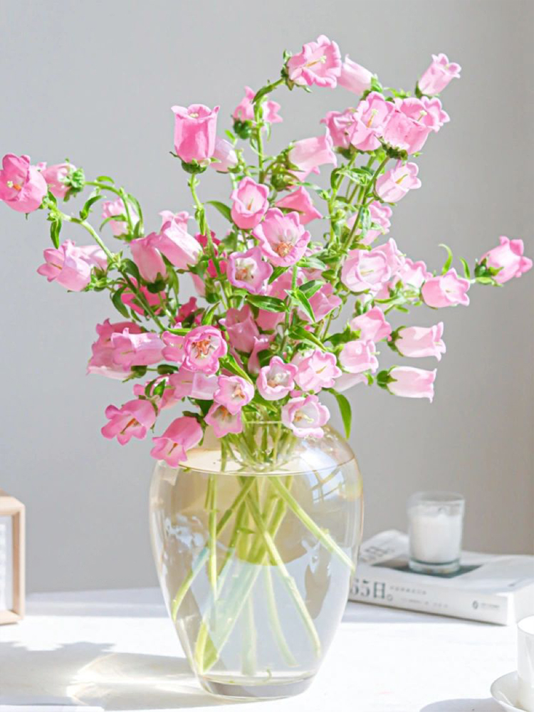 Campanula flower bell flower family life fresh cut flowers Kunming base direct delivery SF Express free shipping 3
