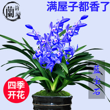 蓝宝石建兰四季兰中矮种有香味的兰花苗鲜花夏带花苞出售花卉盆栽