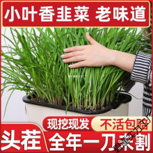 韭菜根苗紫根韭菜根种韭菜苗新鲜现挖大宽叶红根盆栽小叶农家四季
