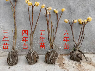 Dropshipping Knot Fragrant Flower Sapling Potted Bonsai Indoor and Outdoor Balcony Courtyard Cold-Resistant Flower Plant Landscaping