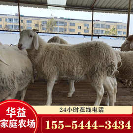 武汉小尾寒羊养殖 白山羊 哪里有卖小尾寒羊