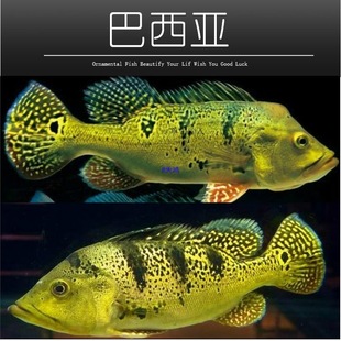 �������~�ʹ����g���ϻ��~���w�������g���~���~�Lˮ�~