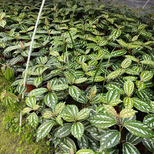 �pɫ�軨�~��ˮ�����ԾGֲ ͸���� ͸�ײ� �X�~�ݰ�ѩ�� �G����ľ