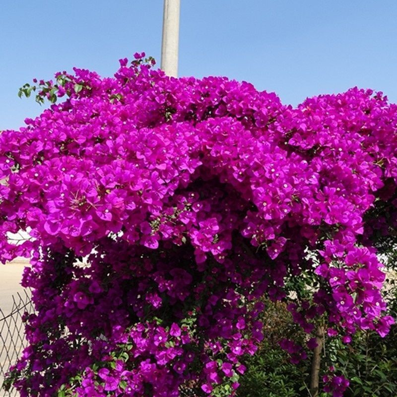 Qinhuahibiscus 老根耐寒性つる植物八重咲き四季開花鉢植え中庭観賞花バルコニー|undefined