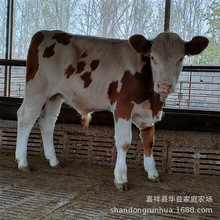 西門塔爾牛養殖場 批發西門塔牛3-5個月肉牛犢 魯西黃牛牛犢