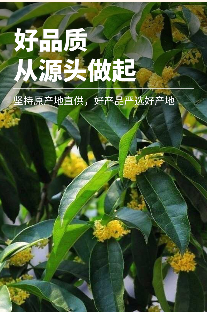Bay Leaves (Laurus nobilis) — Dried Whole Leaf Spice for Braising & Stews, 15g Pouch key features