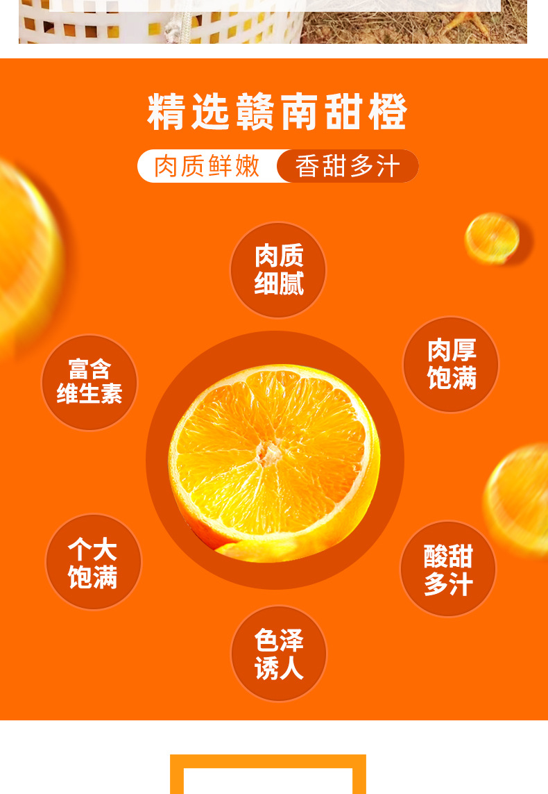 赣南脐橙_08