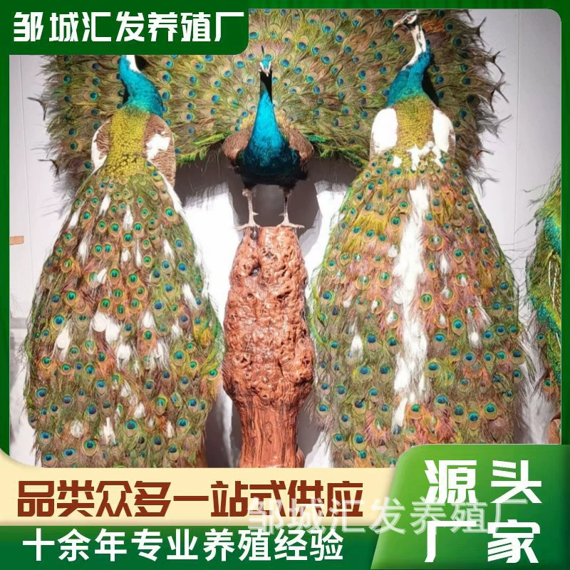 Производители делают чистые натуральные образцы павлина