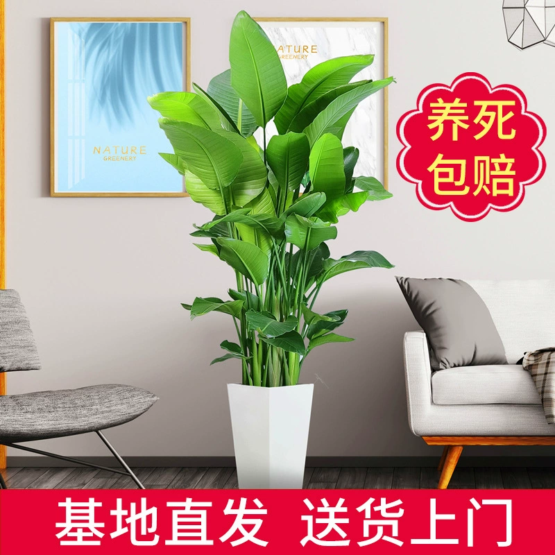 Птица рая в горшке, комнатное растение для гостиной, легко выращиваемые цветы и зеленые растения, офисные зеленые растения, стрелиция красная