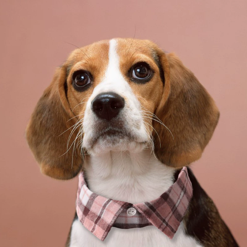 Амингер Новые Товары Для Животных Британский Плед Собака Воротник Кнопка Собака Воротник Шарф