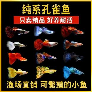 ��ȸ�~�^�p�Pβ�~С�~���N�ᎧС�ͺ��B�Ꭷ�~�ͻ��~���^�p�~��ĸ