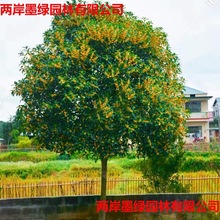 �𻨘���������Դ��������ļ���ʳ���҃���ͥԺ�����������_