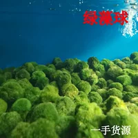 Зеленый шарик из водорослей Маленький Аквариум Ландшафтный дизайн украшения экологическая бутылка водные растения отрицательный супер легко поднять большой и средний шарик из водорослей оптом