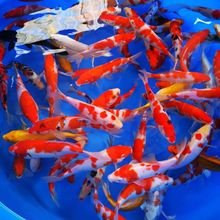 日系精品纯种锦鲤红白大正三色丹顶黄金黑金白金白写观赏鱼活体厂