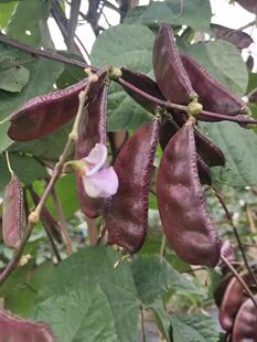 �K���r���ԷN�ⶹ���r�Fժ�t�ⶹ¶���ϱⶹ�r���߲��i����ⶹ��