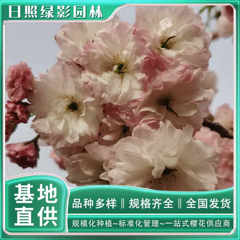 14 см сосна Луна саженцы вишневого дерева где купить базу прямые поставки сосна Луна саженцы вишневого дерева какой рынок