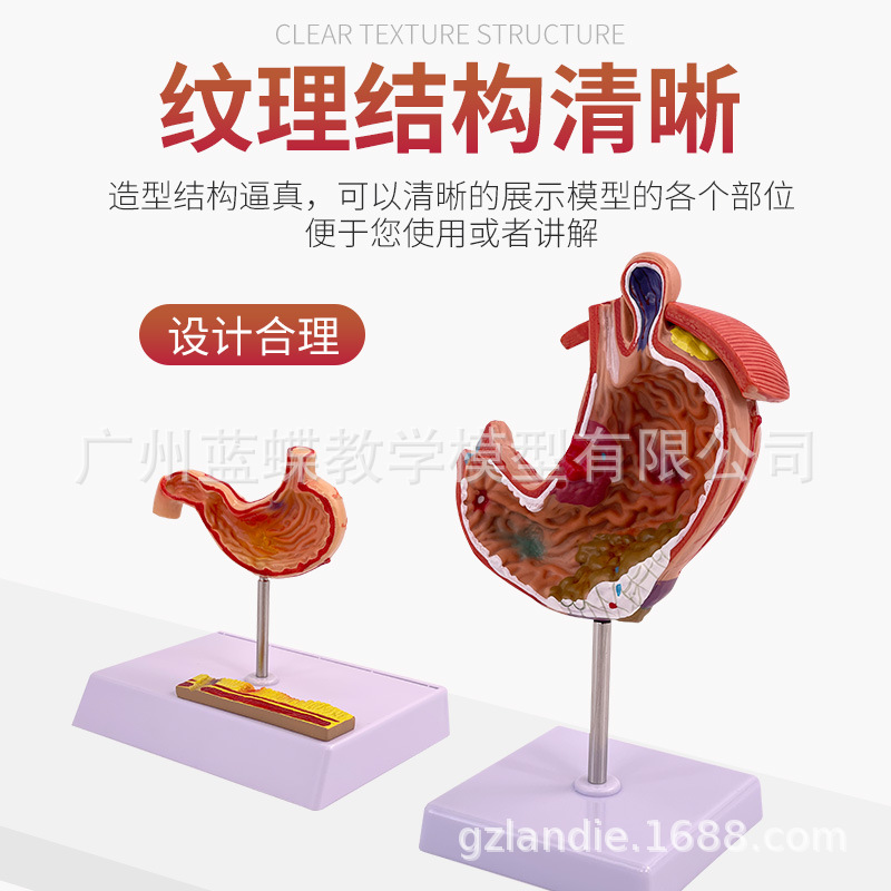 ����θģ�� ����θ�Ĵ��� ��̬θģ�� ������ θ��״������ʷŴ�