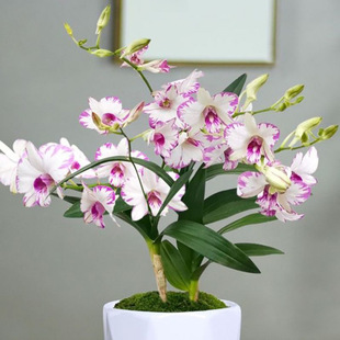 Directly Shipped from the Base, Cold-Resistant and Frost-Resistant Lazy Water-Cultured Dendrobium Orchids Bloom in All Seasons, Indoor Desktop Florals and Green Plants Supply Chain