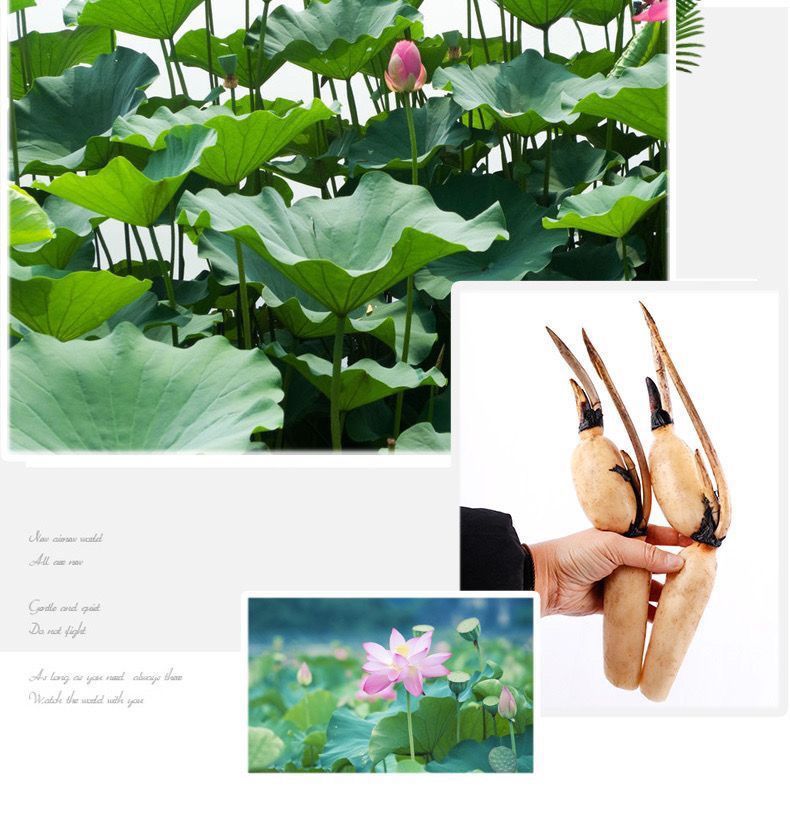 c58a7085-ce89-464c-9fd8-1361f611a213.jpe