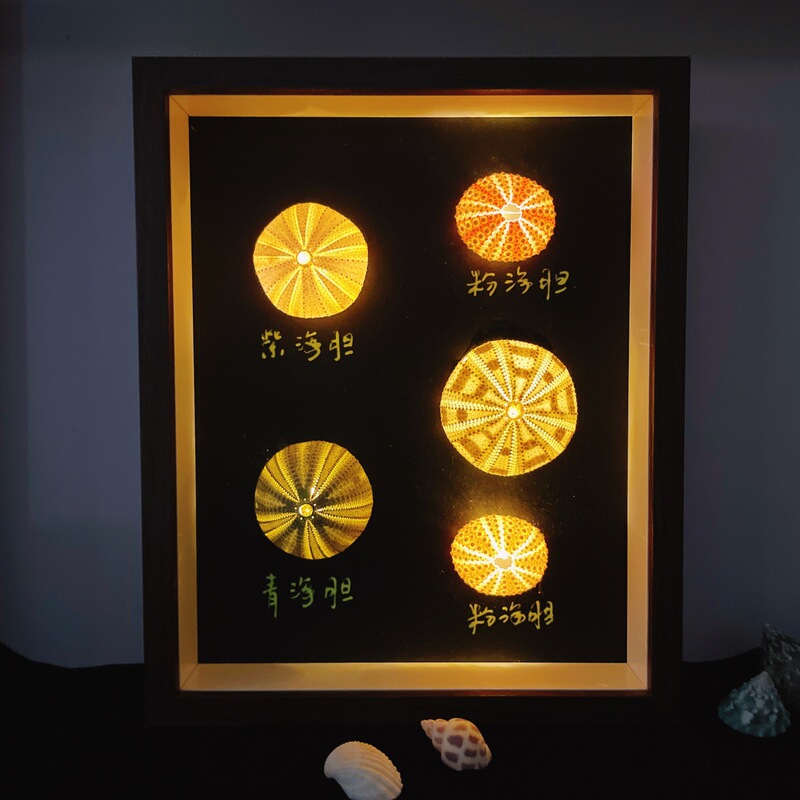 Three-Dimensional Hollow Photo Frame Retro Night Light Sea Urchin Shell Specimen Display Box Handmade DIY with Light Self-Assembled Empty Frame Three-Dimensional Hollow Photo Frame Retro Night Light Sea Urchin Shell Specimen Display Box Handmade DIY with Light Self-Assembled Empty Frame