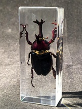 ≌真实昆虫树脂标本琥珀真虫桌面摆件金龟子蝎子独角仙标本台饰